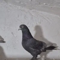 کفتر سوسنی ترکیه.ای وسرکه ای ترکیه ای|پرنده|شیراز, اصلاح‌نژاد|دیوار