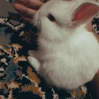 خرگوش|موش و خرگوش|تربت جام, کشتارگاه|دیوار