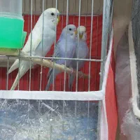 مرغ عشق اسپانگل رنگ های خاص