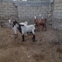 بزپکستانی|حیوانات مزرعه|برازجان, |دیوار