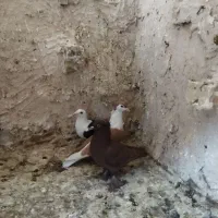 راعبی‌ساده‌کاکلی‌‌پشت‌گراف‌وچندتا‌صید|پرنده|مشهد, شهید قربانی|دیوار