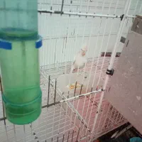 4 جفت عروس هلندی تخم داره با جوجه هست