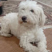 سگ پاکوتاه سفید|سگ|قم, نیروگاه|دیوار