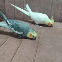 عروس هلندی نروماده مولد