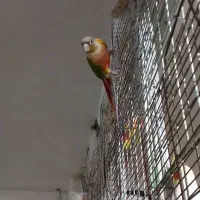 فروش گرینجیک  اناناسی رد. و دبل رد|پرنده|بجنورد, |دیوار