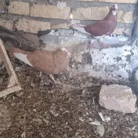 دو جفت نرماده زرد و گلی پلنگ