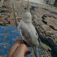 عروس هلندی|پرنده|کرمان, |دیوار