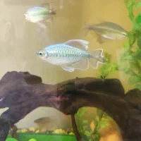 ماهی تترا کنگو کمیاب