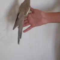 عروس هلندی دستی