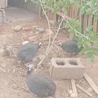 فروش مرغ شاخ‌دار وغاز محلی