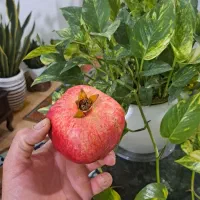 افرا گل|گل و گیاه طبیعی|بندر ترکمن, |دیوار