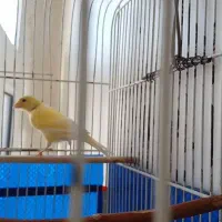 قناری قورولتی ماده