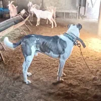 واگذاری سگ نگهبان