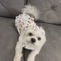 سگ شیتزو مالتیز|سگ|پردیس, فاز ۸|دیوار