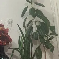 گل خونگی لطفا توضیحات رو بخونید ممنون