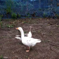 دو عدد غاز نرو ماده مولد