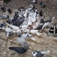 600|پرنده|مشهد, تبادکان|دیوار