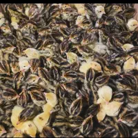 تخم بلدرچین نطفه دار|حیوانات مزرعه|شیروان (خراسان), |دیوار