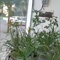 گل آلورا|گل و گیاه طبیعی|رشت, فلسطین|دیوار