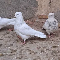 طوقی درجه یک|پرنده|کبودرآهنگ, |دیوار