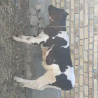 گاو هلشتاین شکم سوم|حیوانات مزرعه|شادیان, |دیوار