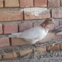 کبوتر|پرنده|میاندوآب, |دیوار