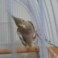 طوطی عروس|پرنده|رشت, جانبازان|دیوار