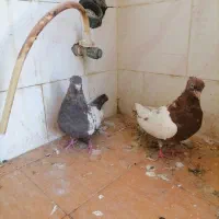 کبوتر سینه خوب