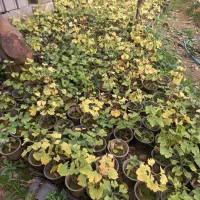 گل کاسبی لاوسن ژینگو وستاره ای گلدون زده کشکوه