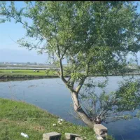 زمین کشاورزی ۴۴۰۰مترچاه آب برای آبیاری جاده سرخرود