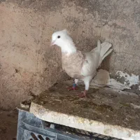 طوقی وتهرانی