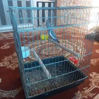 عروس هلندی ماده وایت فیس