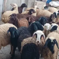 گوسفند ماده باب داشت