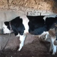 گوساله نراصل