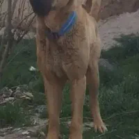 واگذاری سرابی ۲سال نیمه