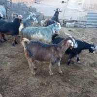 بز شهرکردی مخصوص داشت