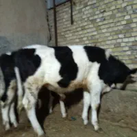 سه راس گوساله نر سیمینتال و هلشتاین