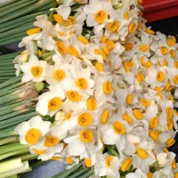 گل نرگس|گل و گیاه طبیعی|ساری, |دیوار