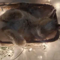 خرگوش مینی جرسی و لوپ هلندی