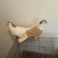 نرماده پلاس