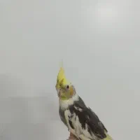 عروس هلندی دستی