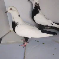 کبوتر|پرنده|قرچک, داوود آباد|دیوار