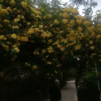 پرستارخانم برای خانم سالمند 24 ساعته