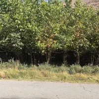 فروش نهال گردو|خدمات باغبانی و درختکاری|الشتر, |دیوار