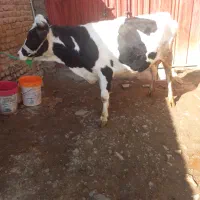 گاوگوساله|حیوانات مزرعه|بروجرد, |دیوار