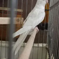 عروس هلندی نر