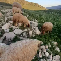 گوسفند و بره