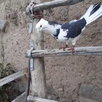 یک جفت نرو ماده عالی قیمت ۸۰۰|پرنده|مشگین شهر, |دیوار