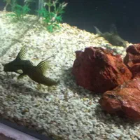 ماهی کف خوار