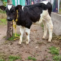 ۲ راس گاو (گوساله نر هلشتاین آمریکایی اصیل)|حیوانات مزرعه|آستانه اشرفیه, |دیوار